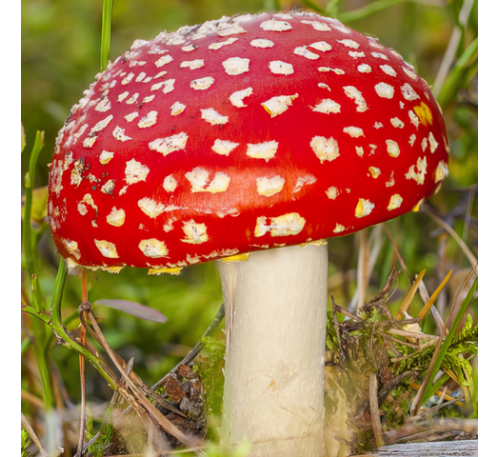 Мухомор червоний (капелюшки 10 г) / Врожай 2025 р/ Amanita Muscaria